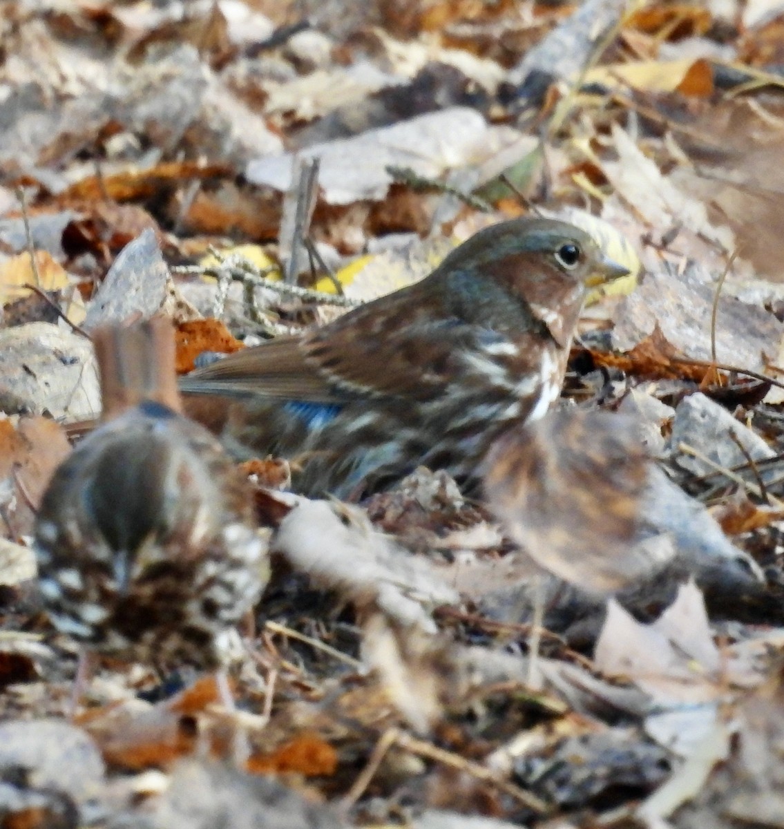 Пестрогрудая овсянка - ML644461379