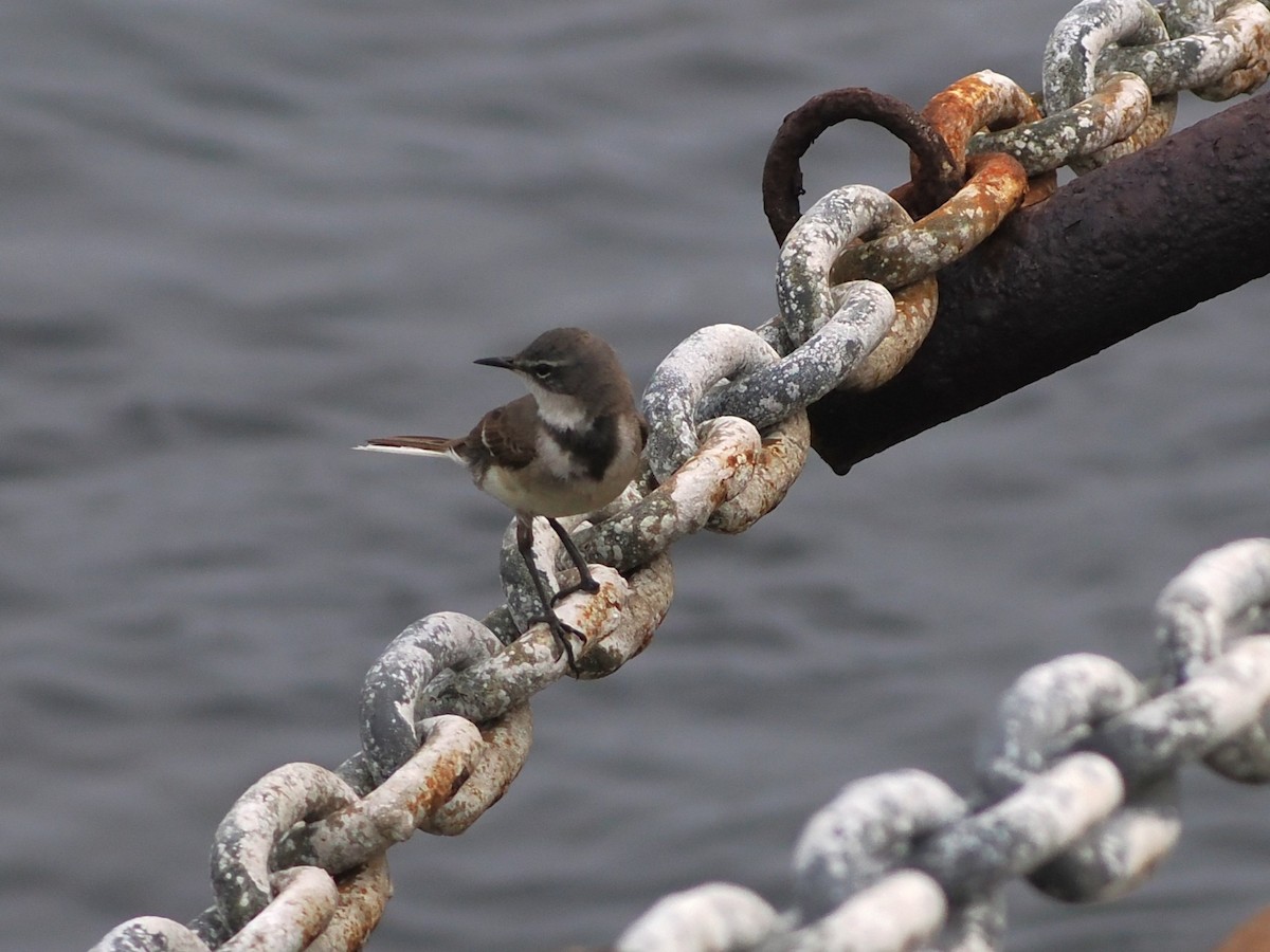 Kapstelze - ML644461380