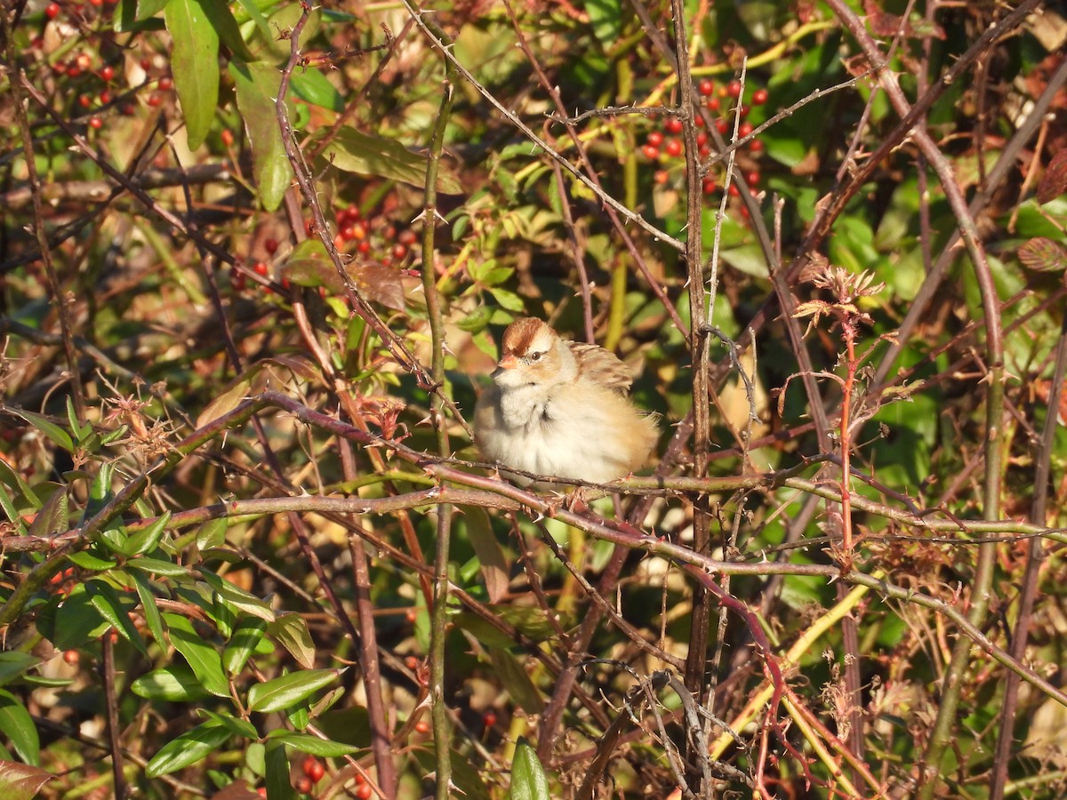 strnadec bělopásý - ML644461397