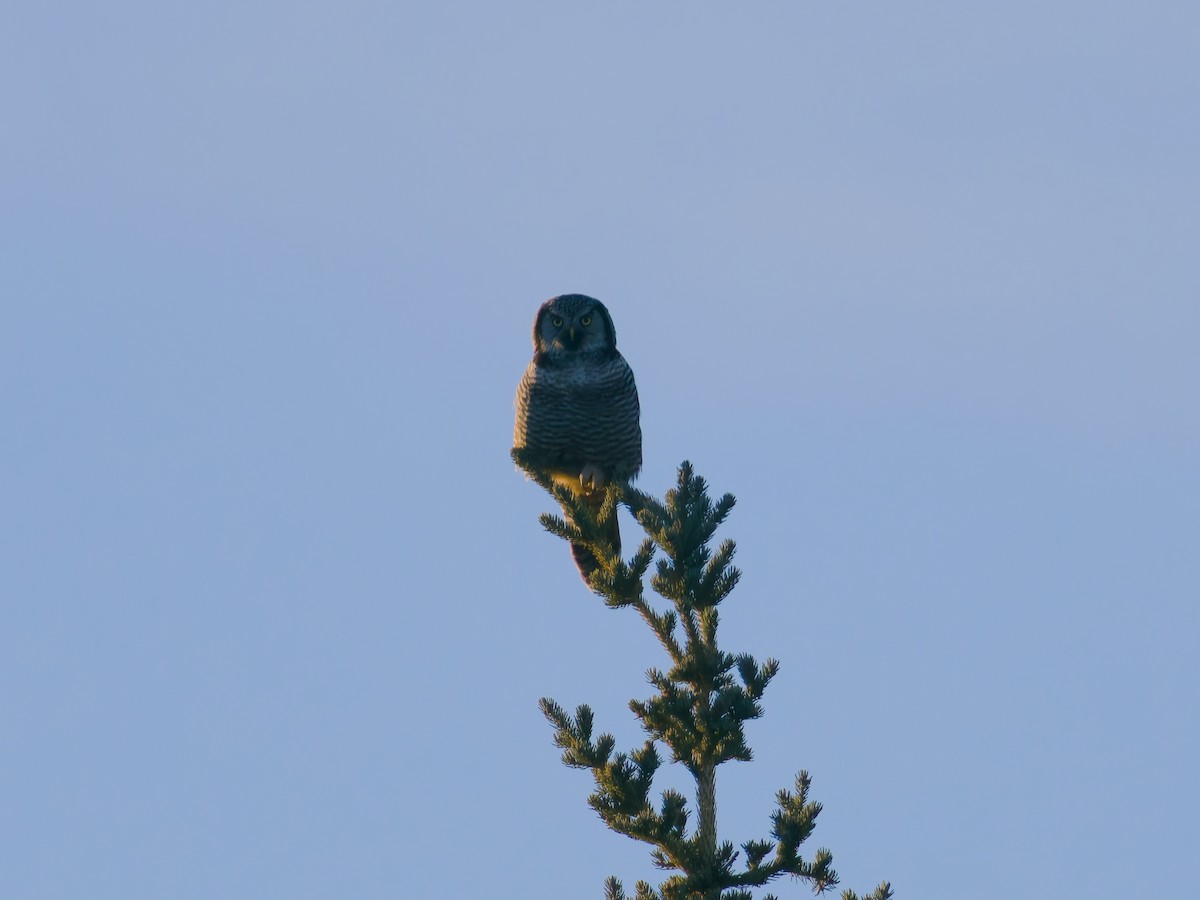 Northern Hawk Owl - ML644461398