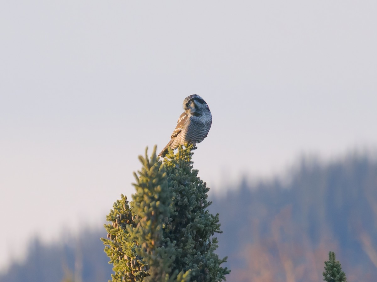 Northern Hawk Owl - ML644461399