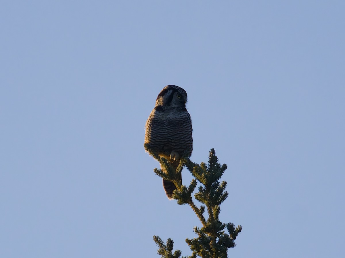 Northern Hawk Owl - ML644461400