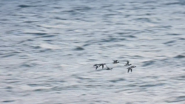 brunnakke - ML644461405