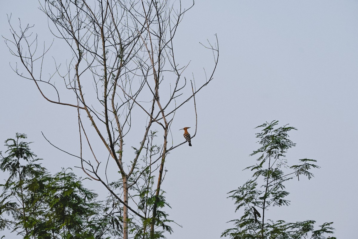 hærfugl - ML644461414