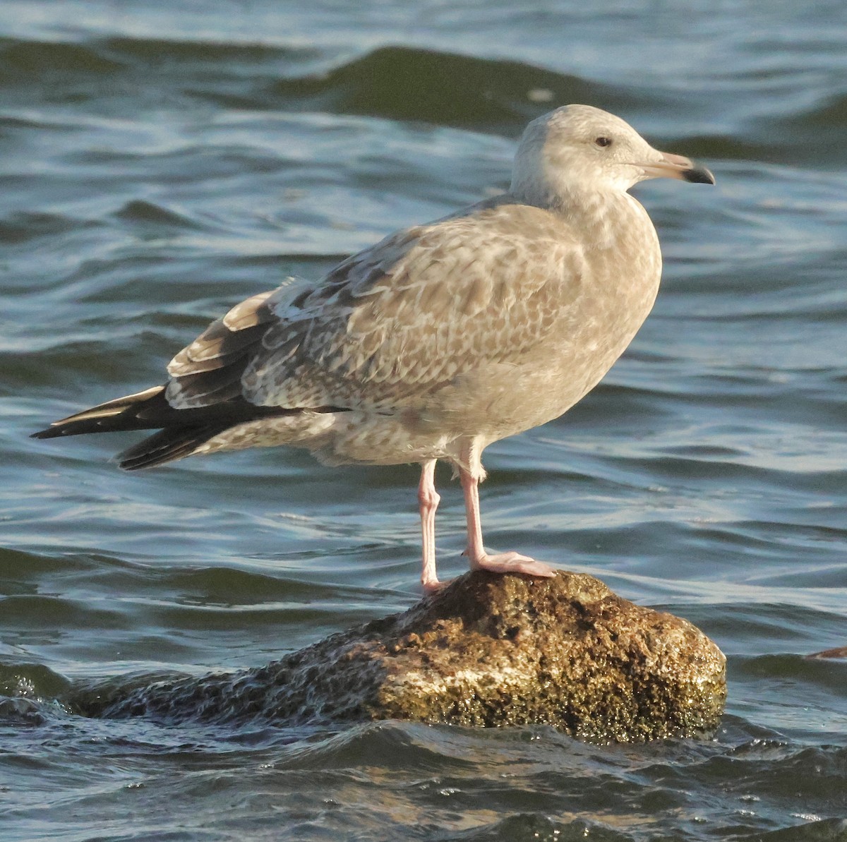 American Herring Gull - ML644461416