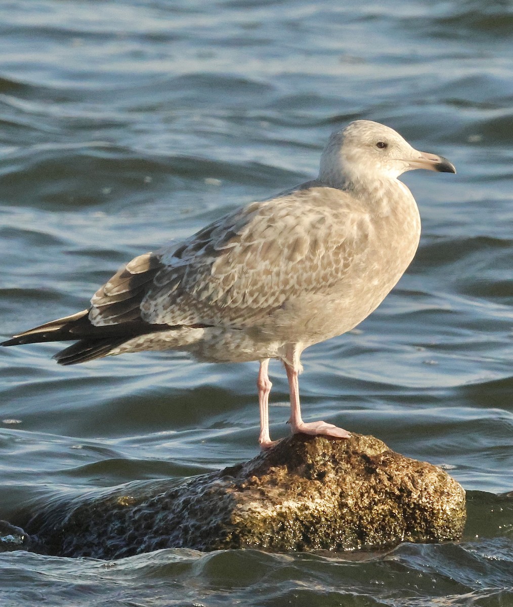 American Herring Gull - ML644461417
