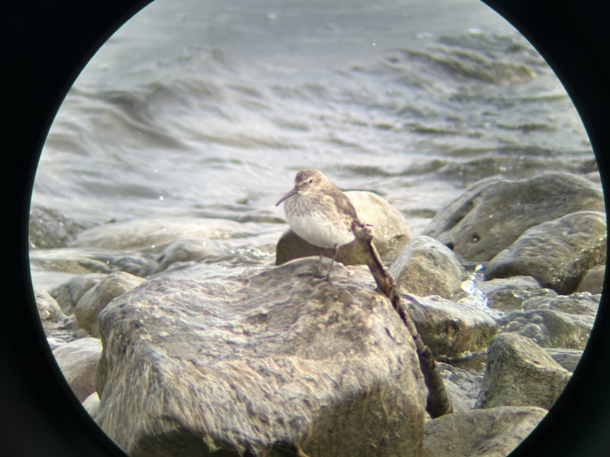 jespák obecný - ML644461422