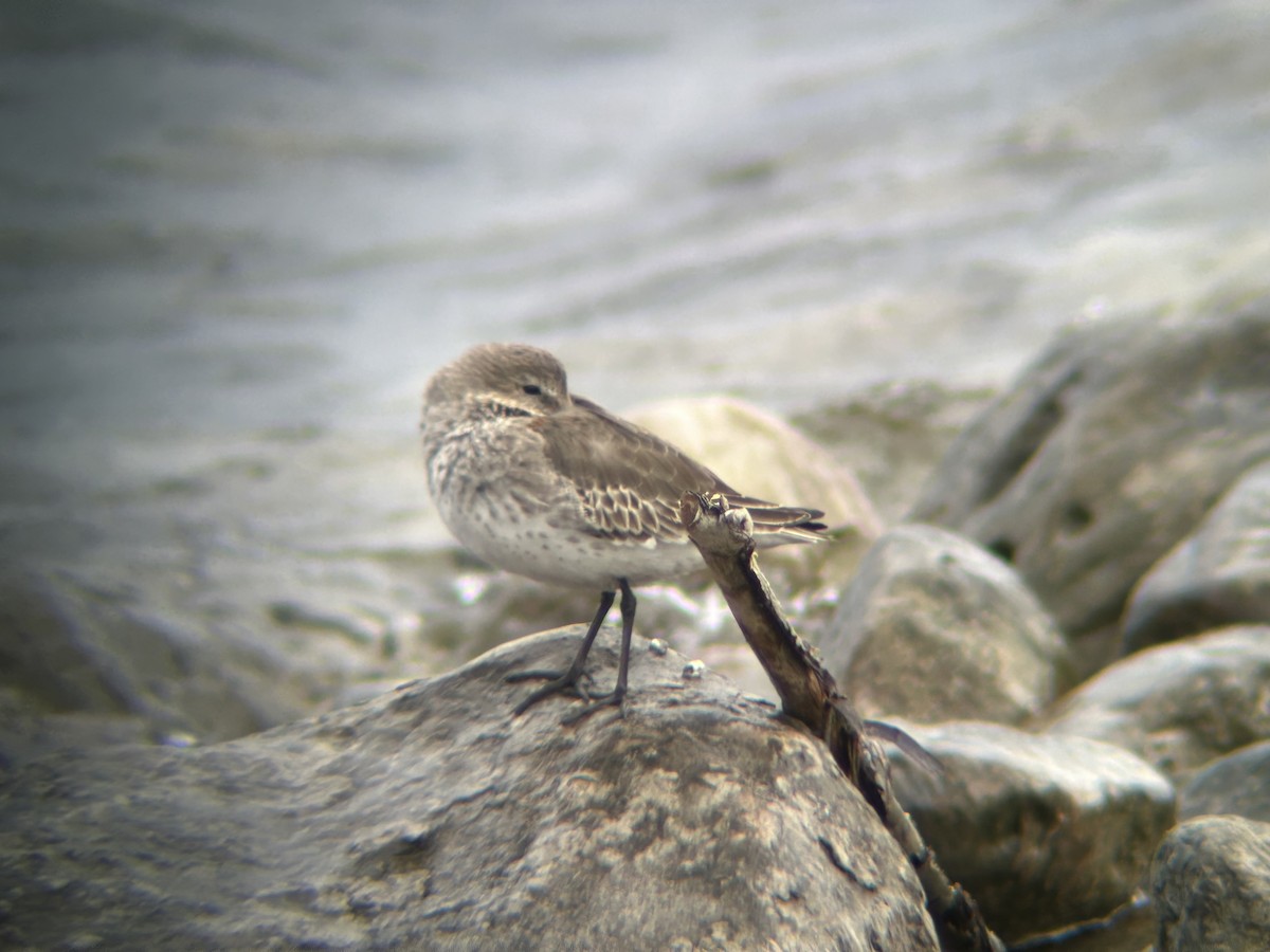 jespák obecný - ML644461423