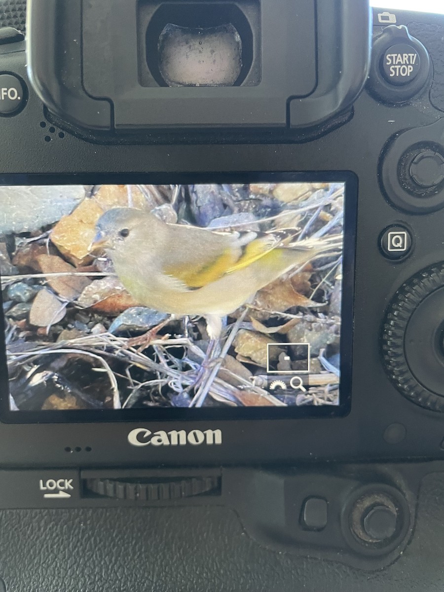 gråstillits - ML644461425