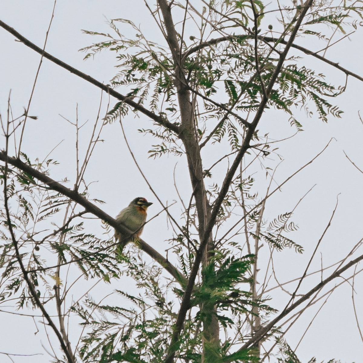 smedskjeggfugl - ML644461426