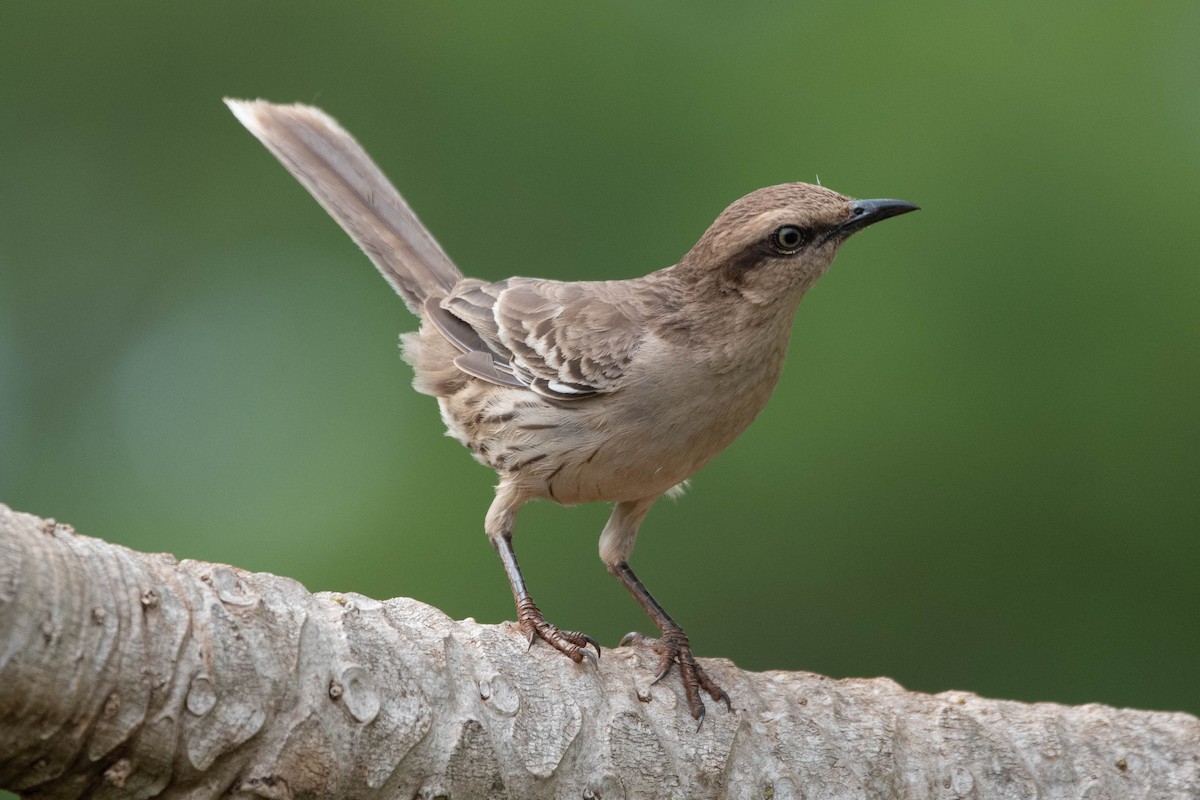 マミジロマネシツグミ - ML644461431