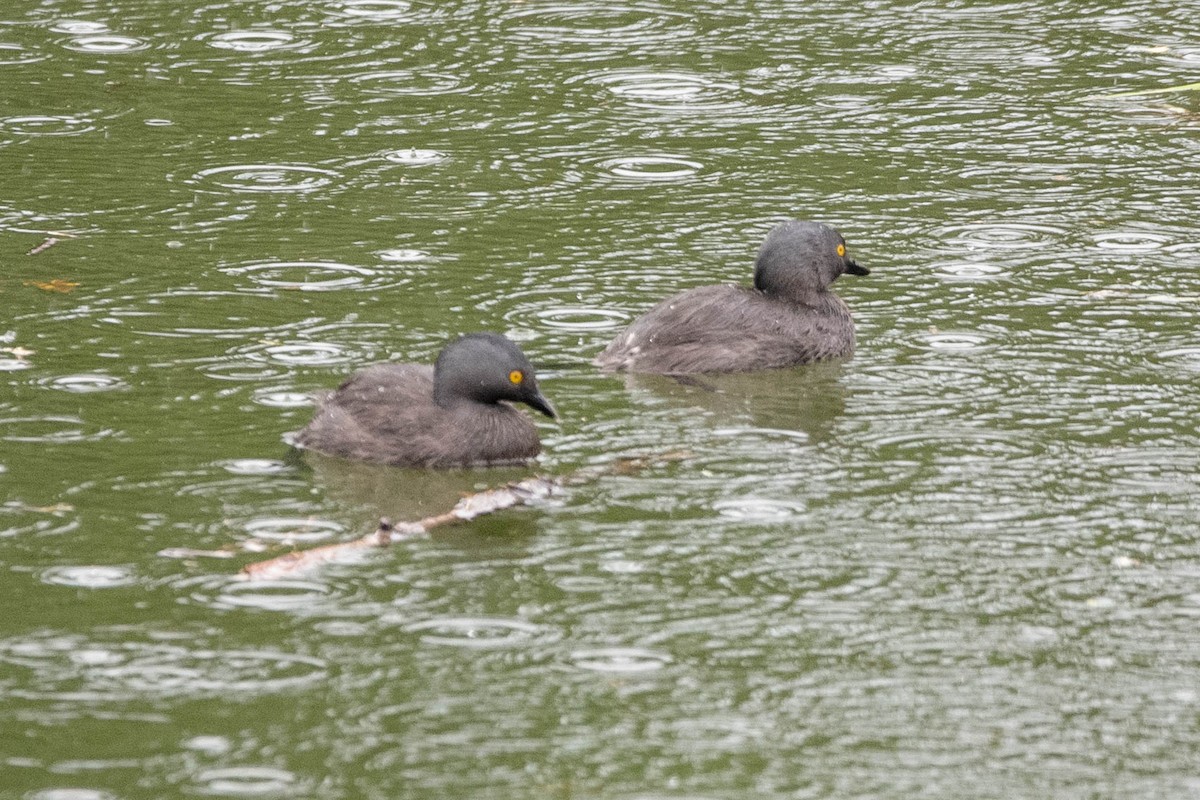 Least Grebe - ML644461437