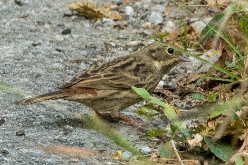 kalkhettespurv - ML644461452