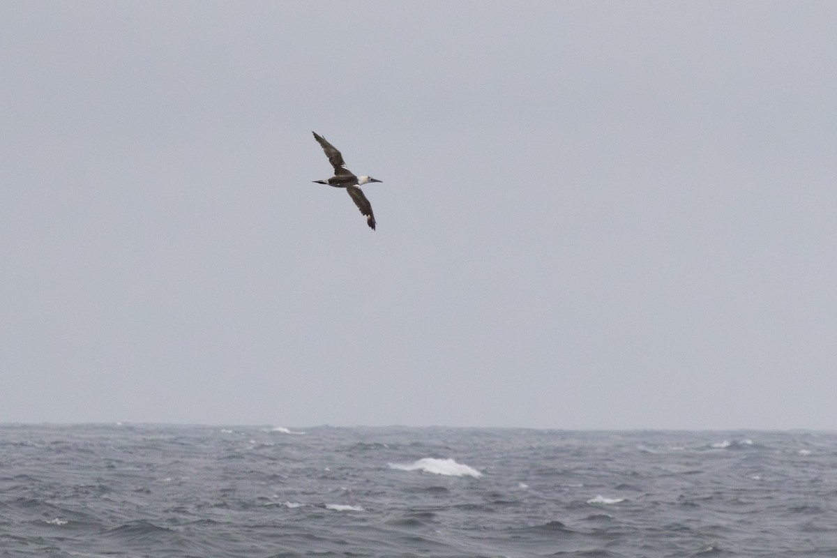 Alcatraz Atlántico - ML644461453