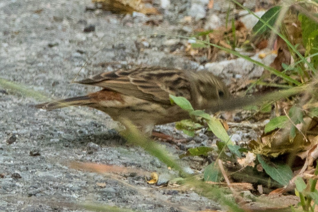 kalkhettespurv - ML644461458