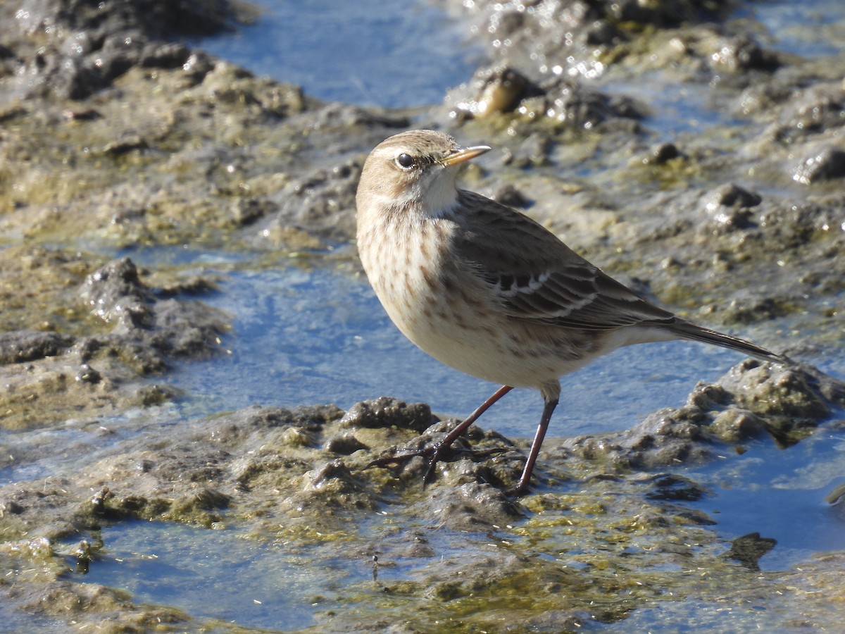 Water Pipit - ML644461459