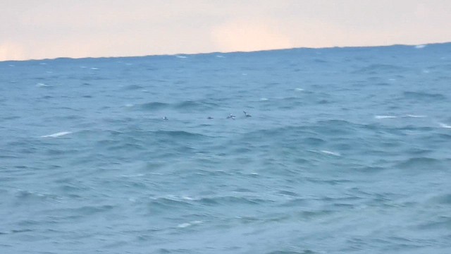 krikkand (crecca) - ML644461463