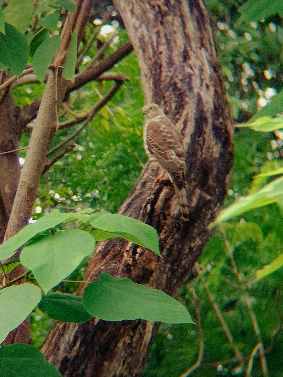 shikrahauk - ML644461467