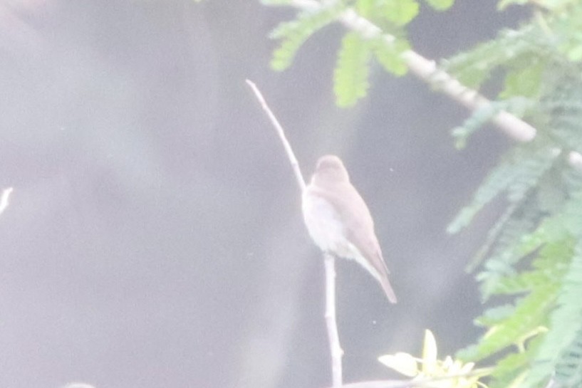 ヒメミツオシエ - ML644461468