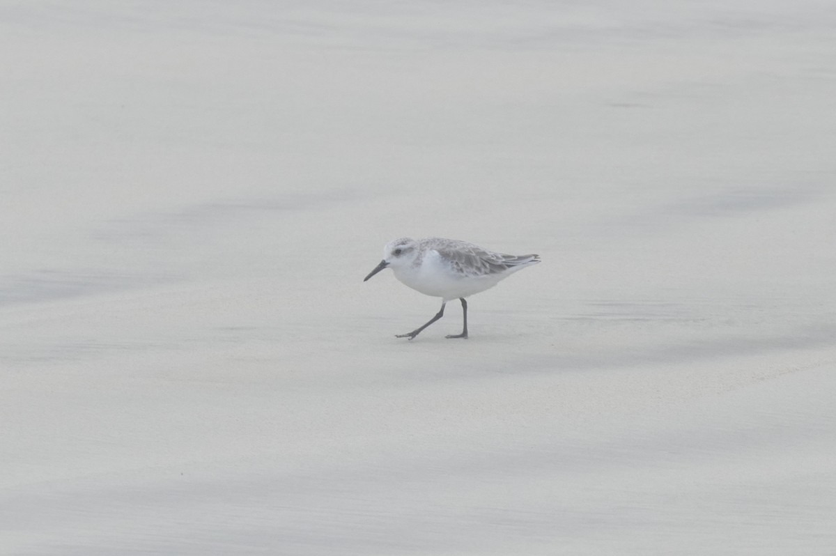 Гурвалж элсэг - ML644461472