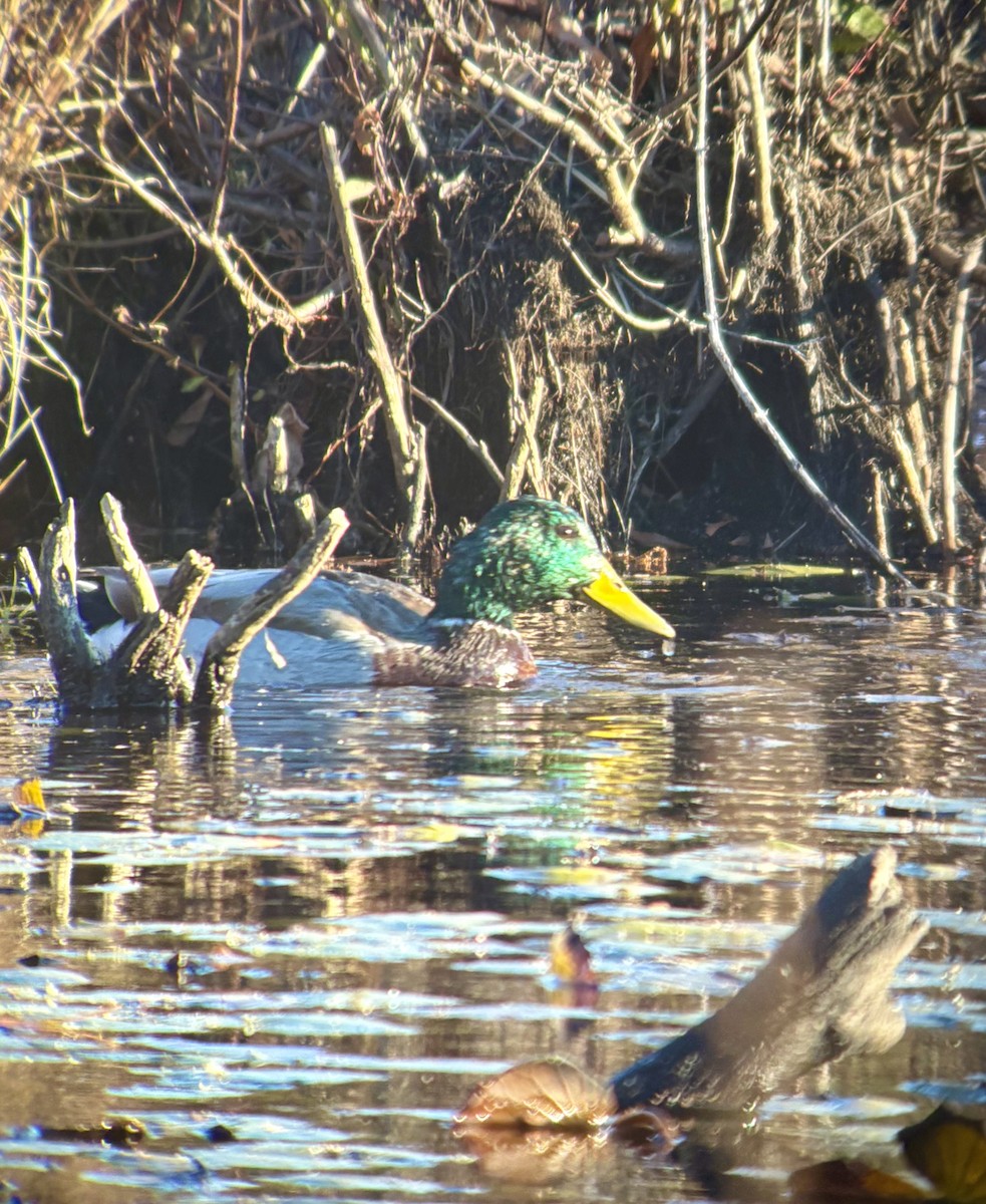 マガモ - ML644461481