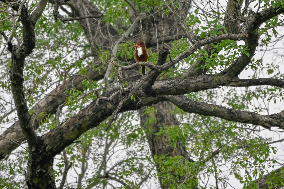 isfugl - ML644461485