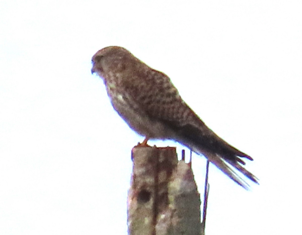 tårnfalk - ML644461488