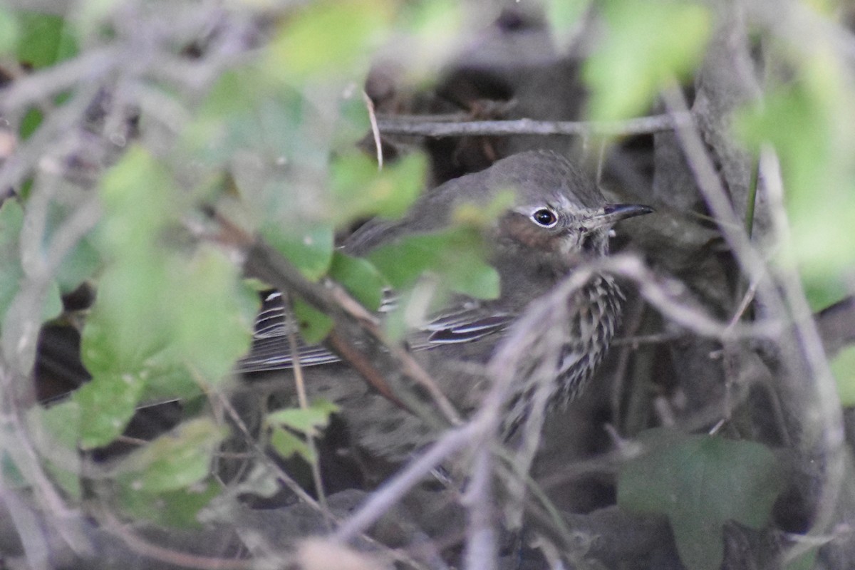 Beifuß-Spottdrossel - ML644461507