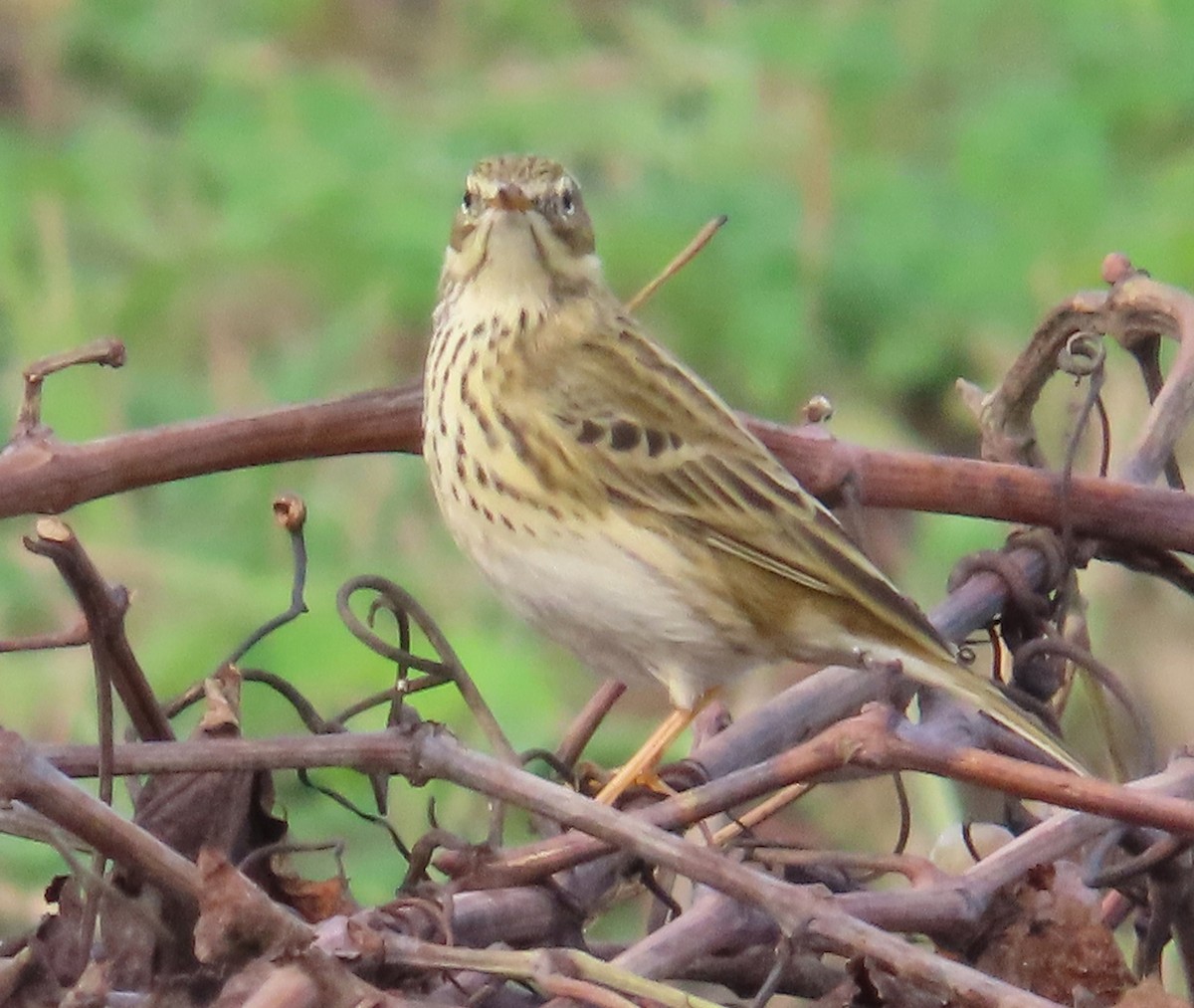 Çayır İncirkuşu - ML644461512