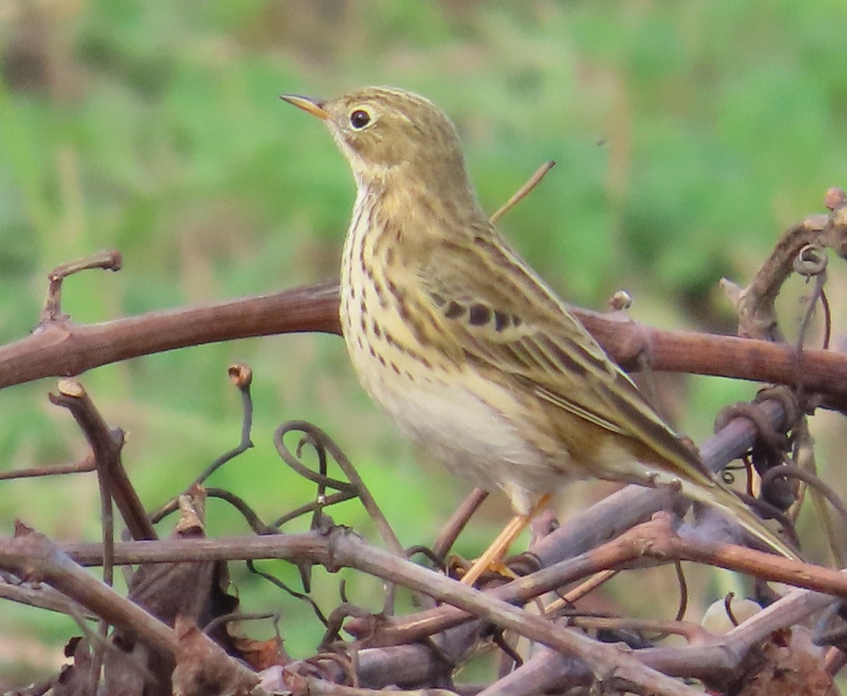 Çayır İncirkuşu - ML644461514