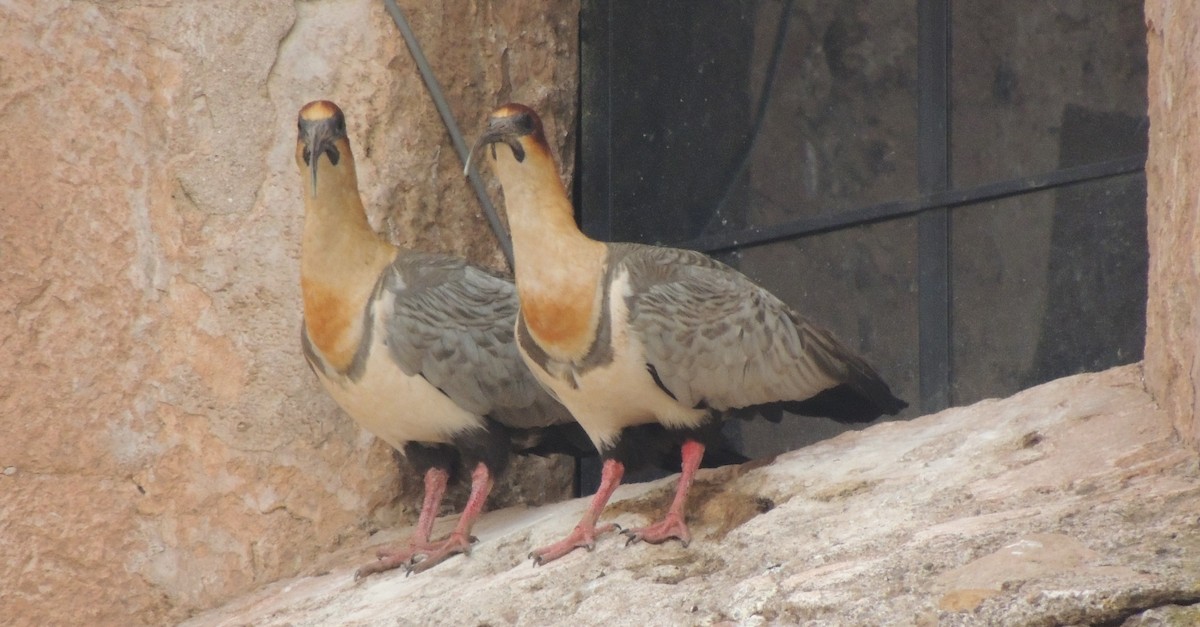 Andean Ibis - ML644461532