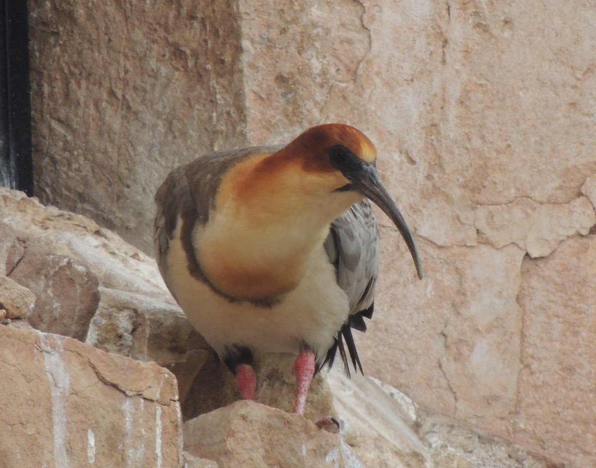 Andean Ibis - ML644461533