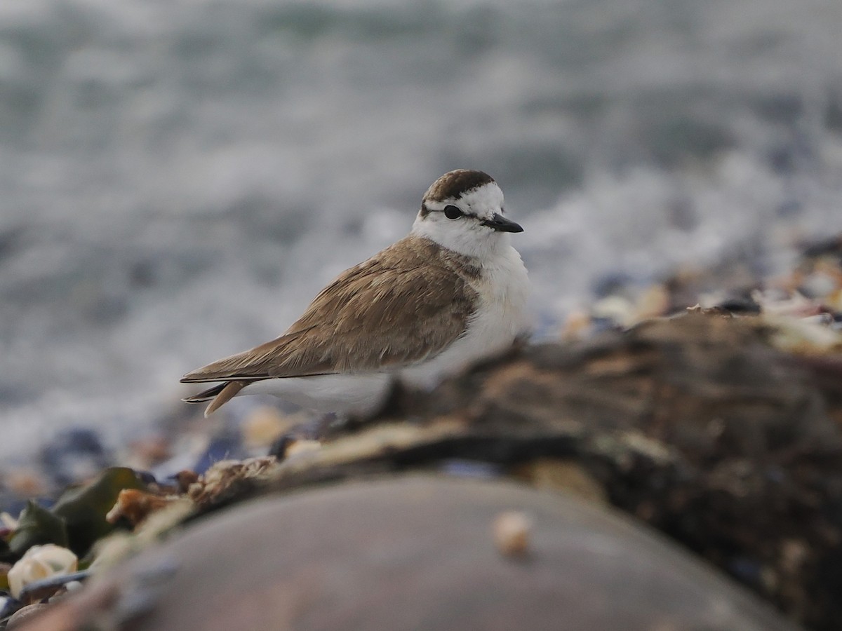 Белолобый зуёк - ML644461562