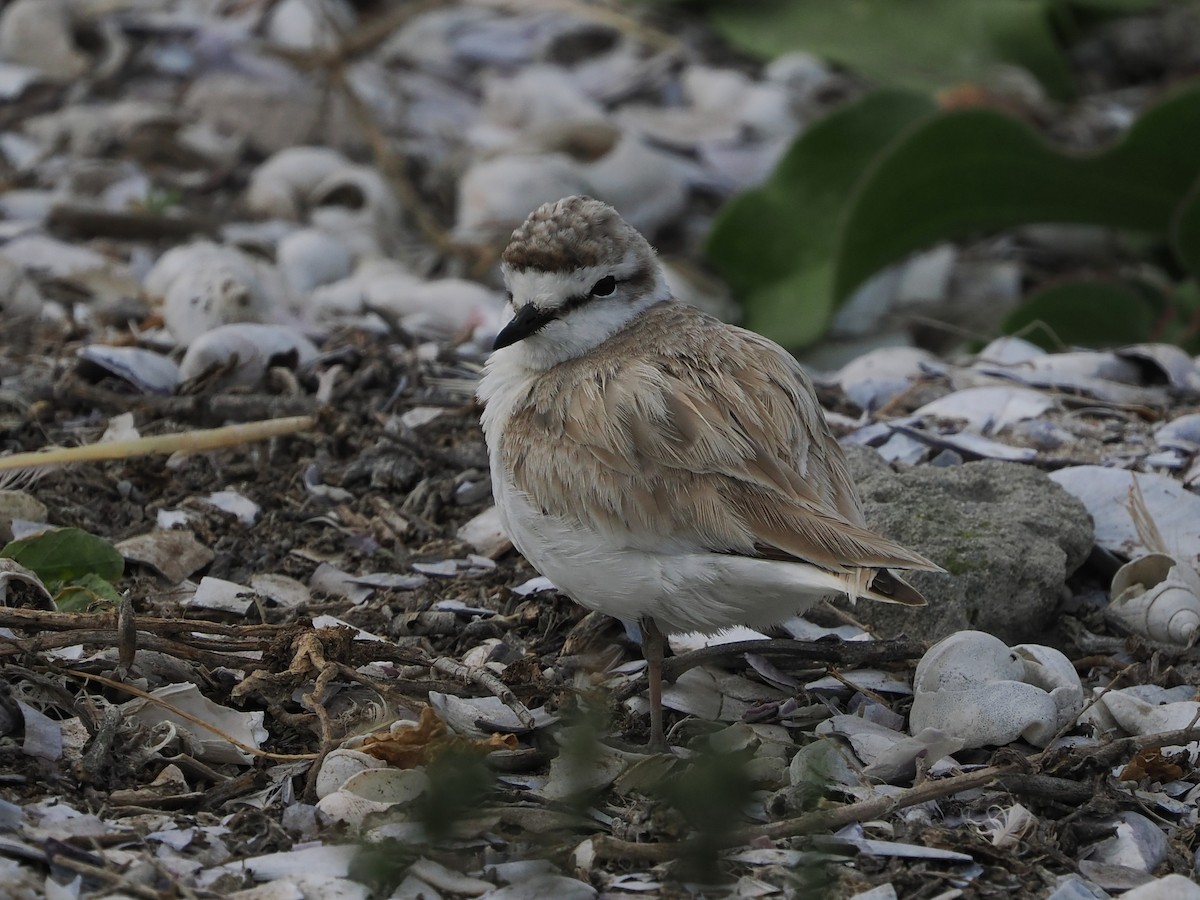 Белолобый зуёк - ML644461563