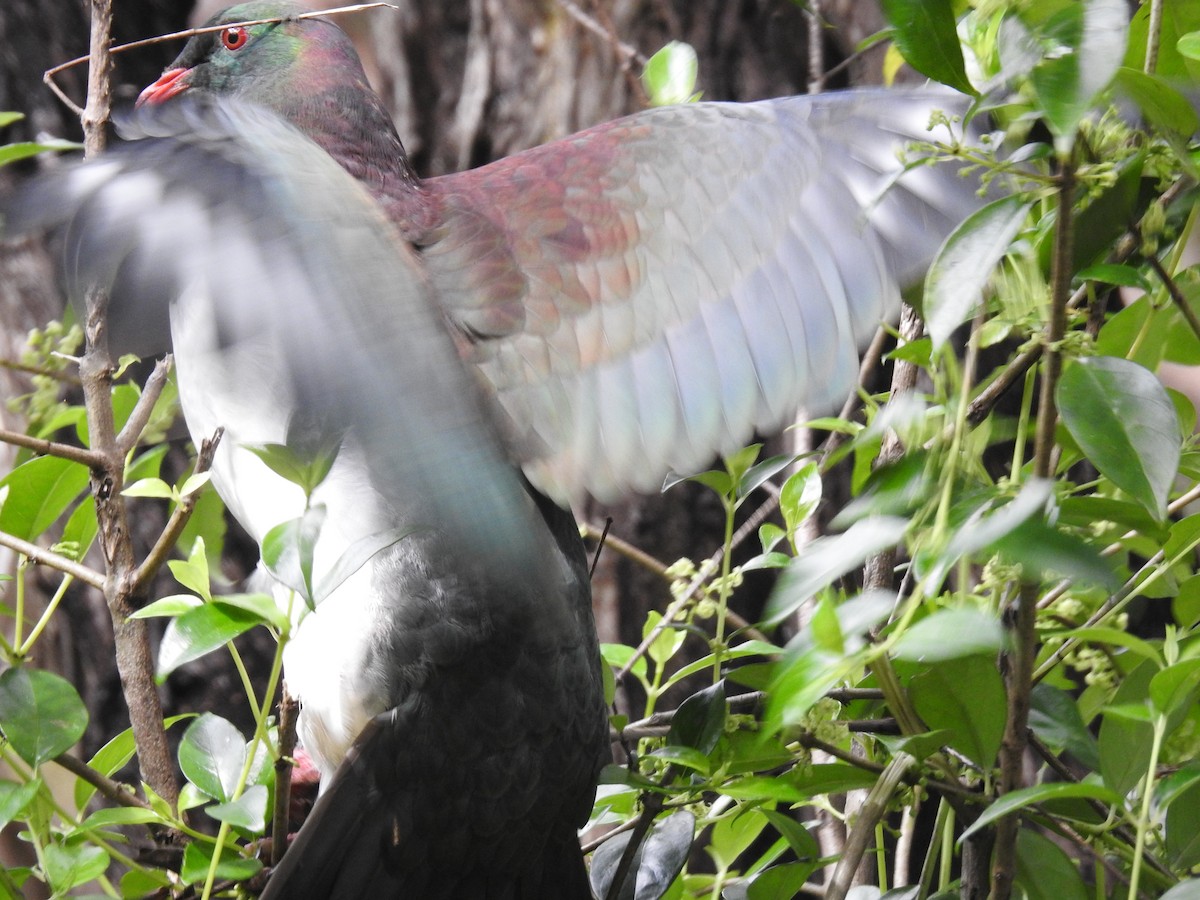 New Zealand Pigeon - ML644461576