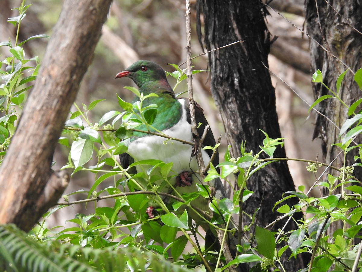 New Zealand Pigeon - ML644461578