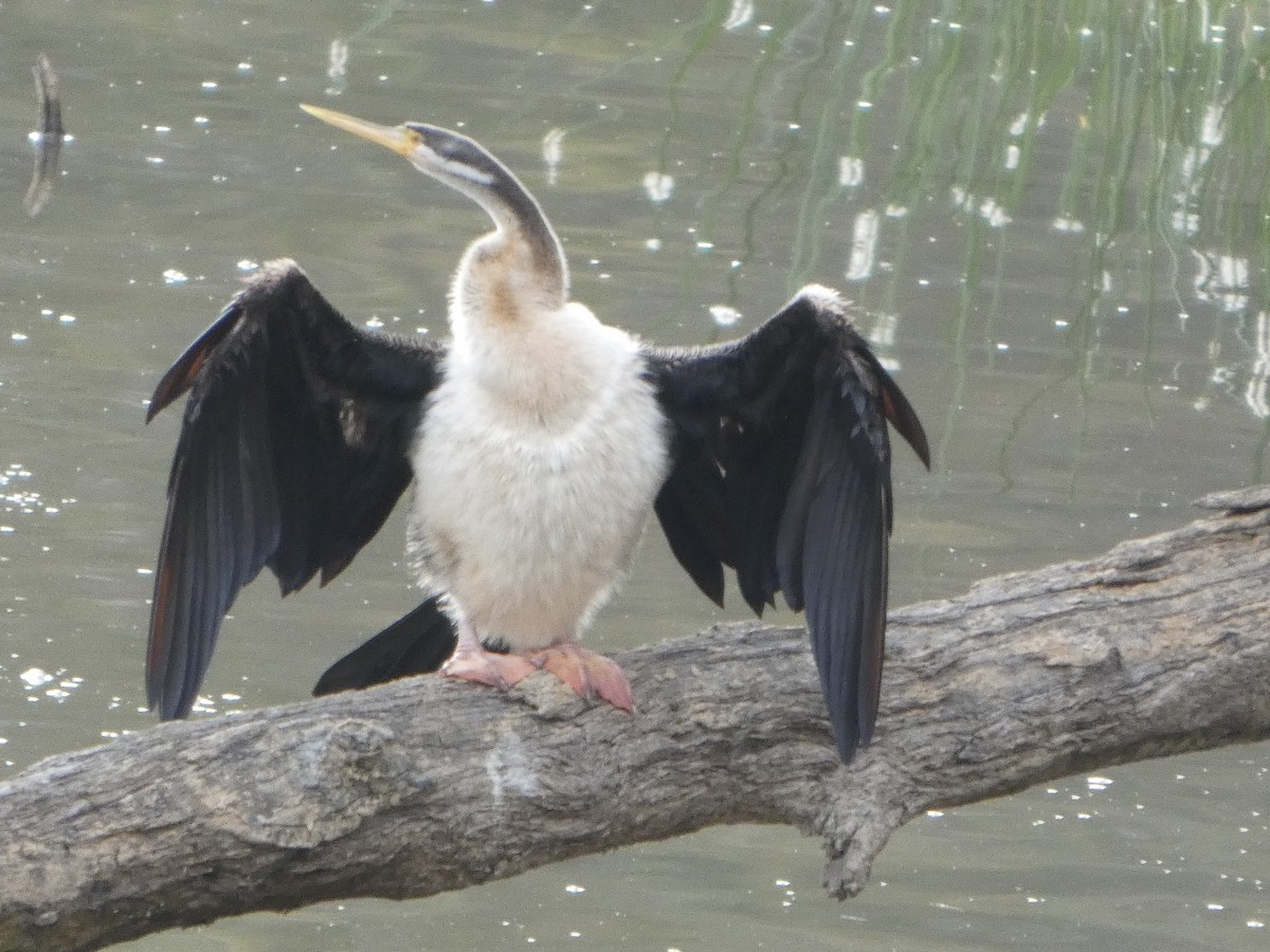 オーストラリアヘビウ - ML644461580