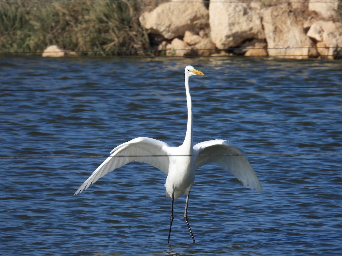 Great Egret - ML644461591
