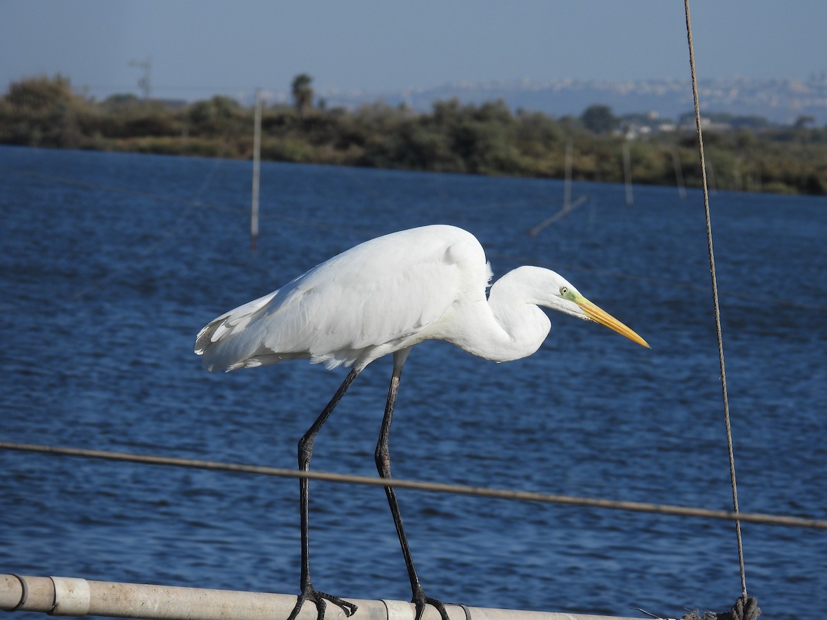 Great Egret - ML644461592