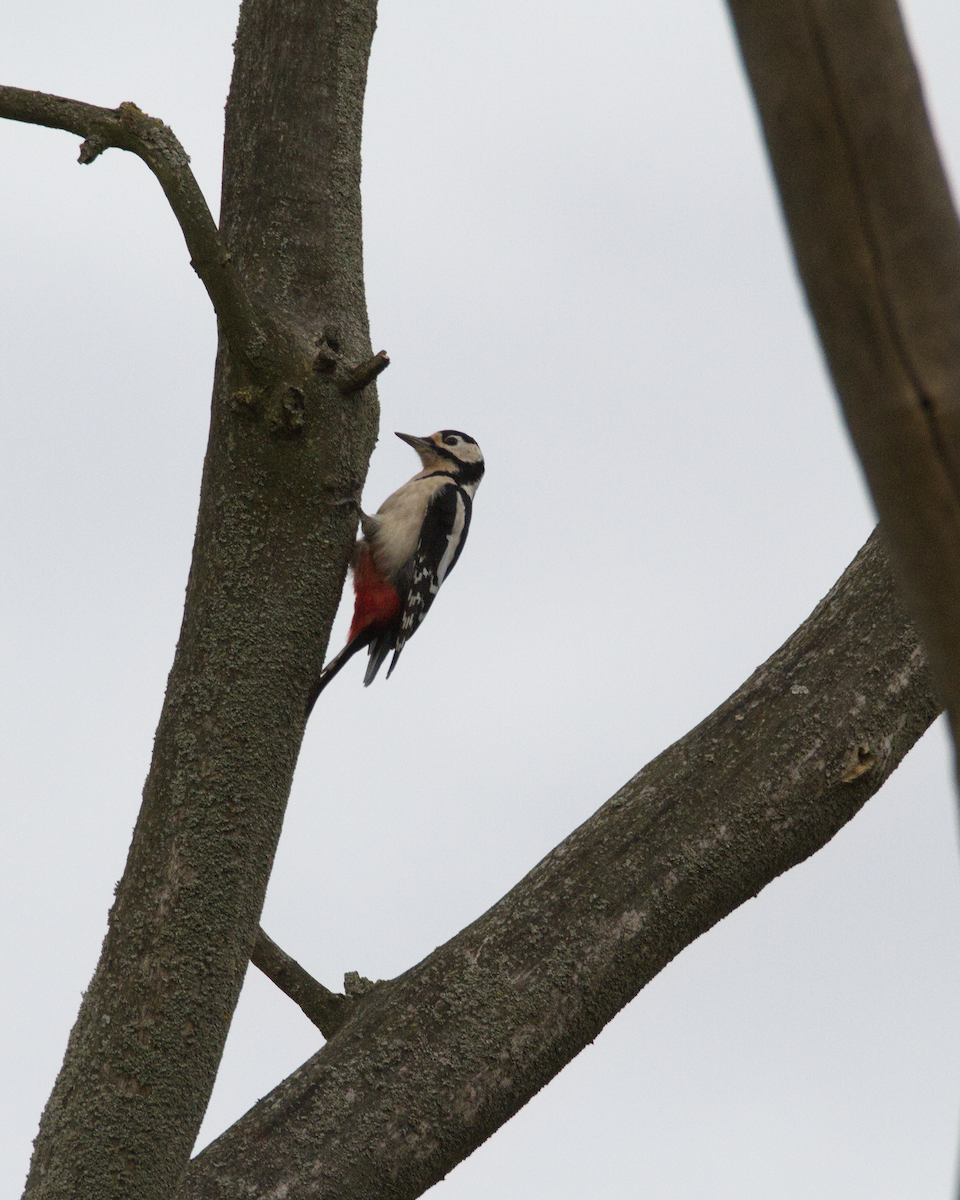 Great Spotted Woodpecker - ML644461595