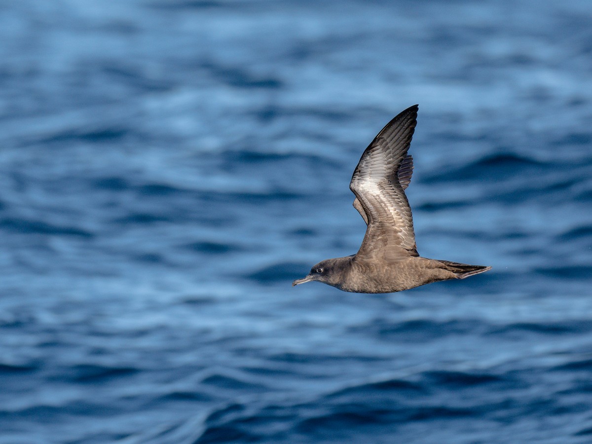 grålire - ML644461596