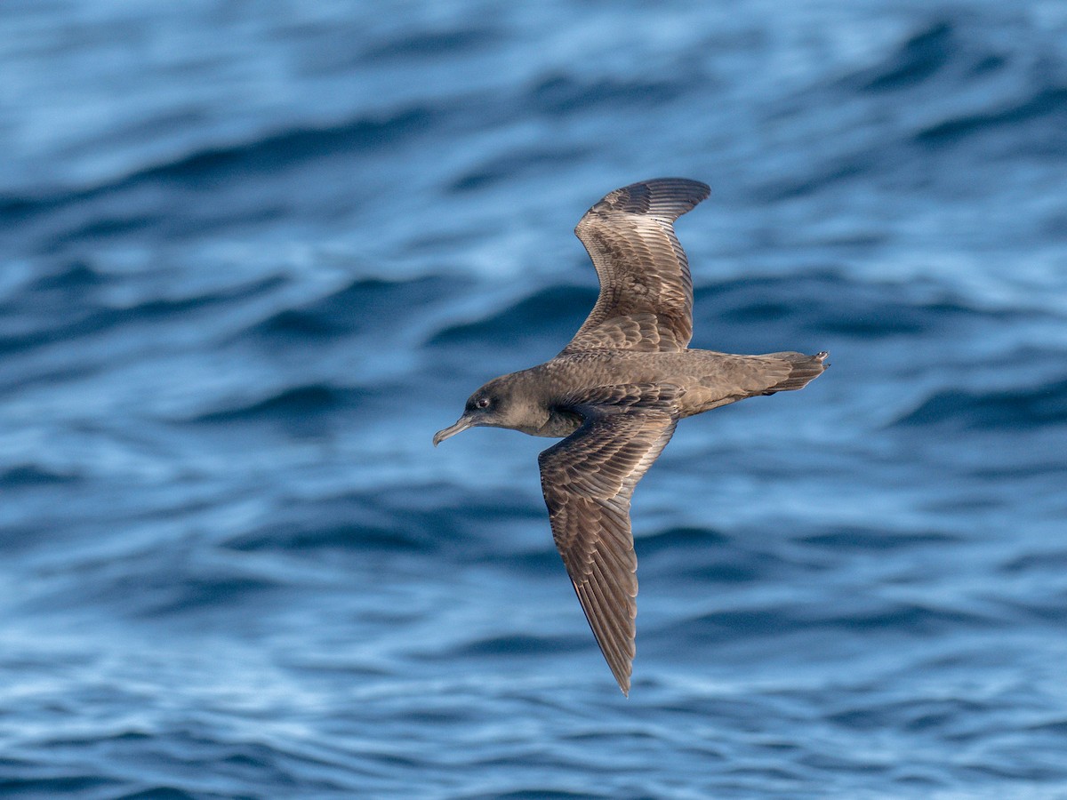 grålire - ML644461597