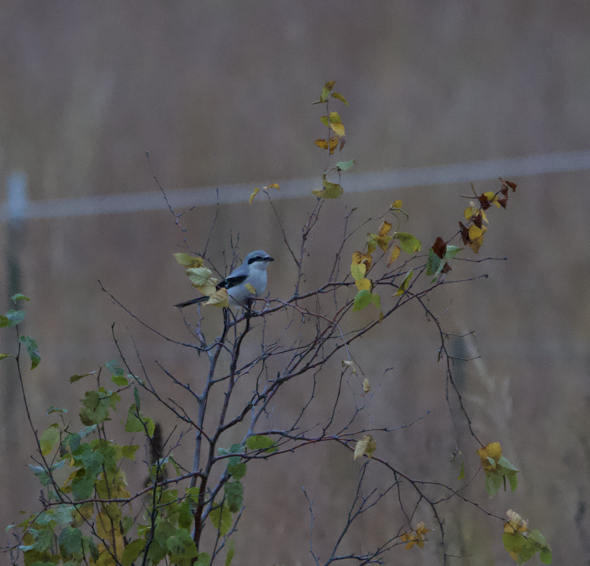 Taigaraubwürger - ML644461600