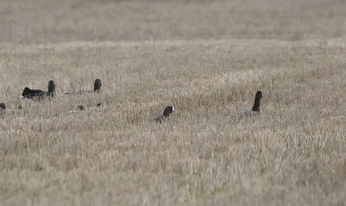 Гуска мала - ML644461602