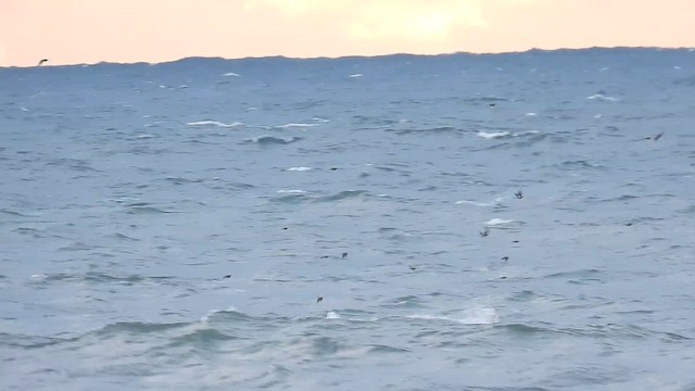 Redwing - ML644461604