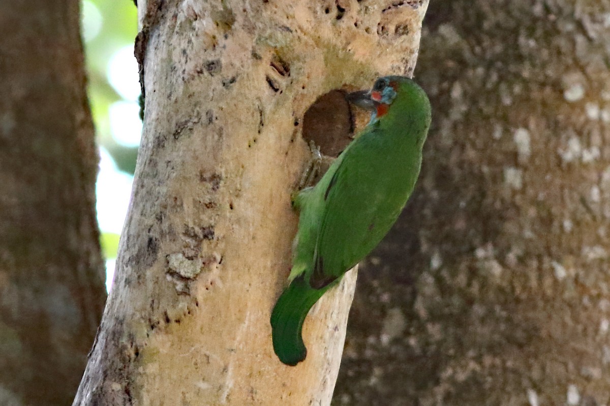 Blue-eared Barbet - ML644461608