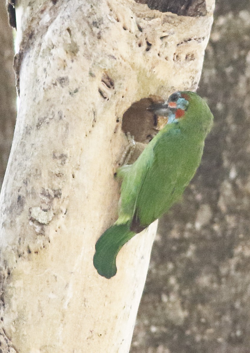 Blue-eared Barbet - ML644461624