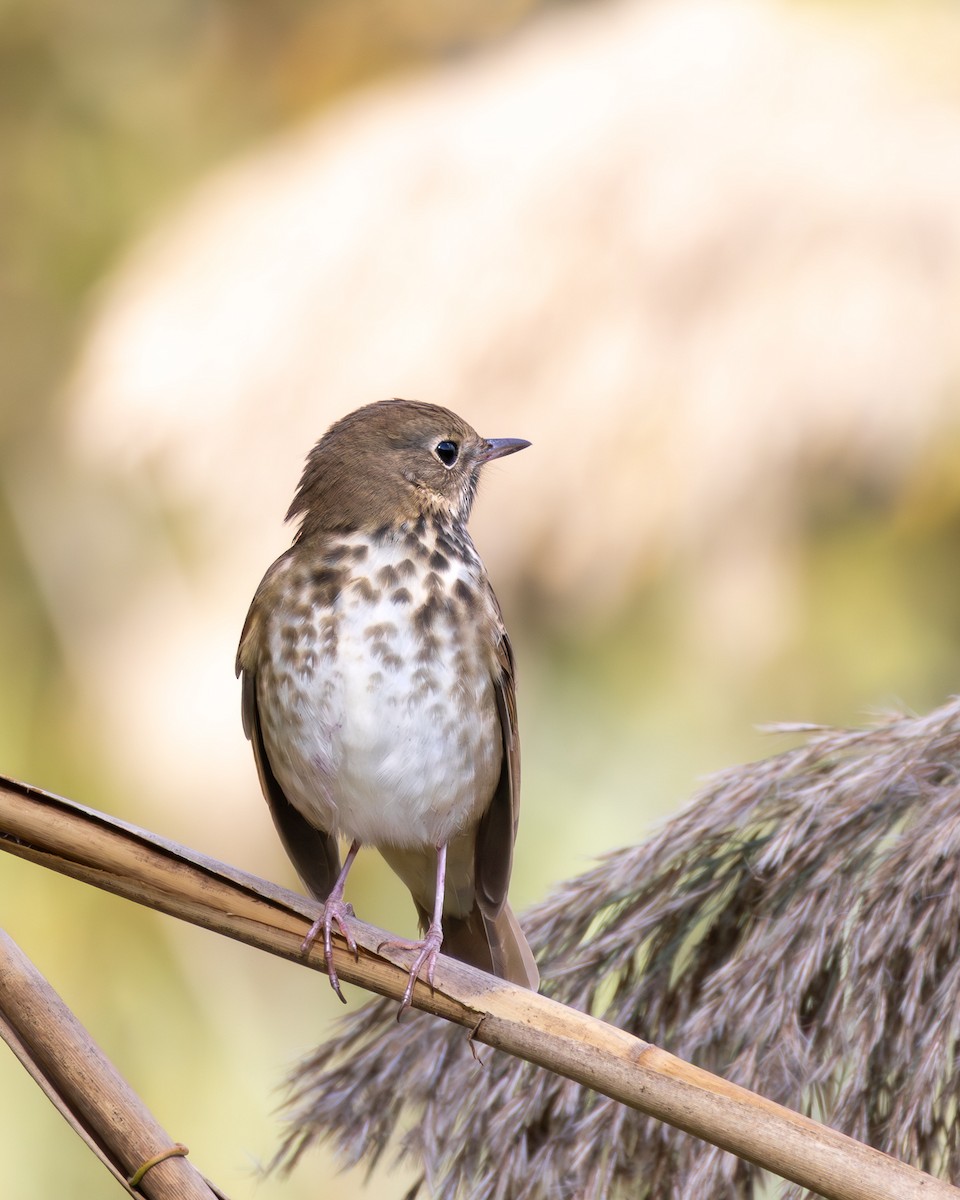 Hermit Thrush - ML644461627