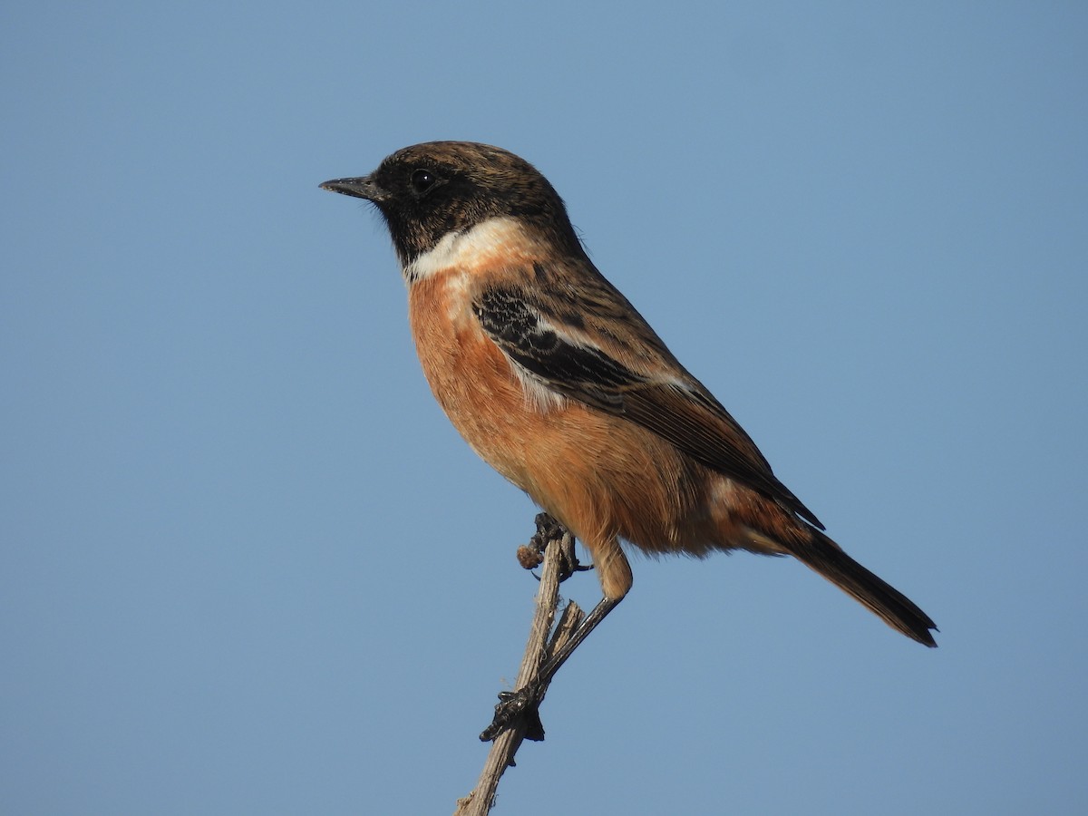 European Stonechat - ML644461628