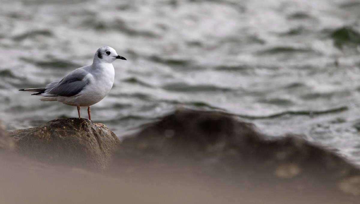Bonaparte's Gull - ML644461649